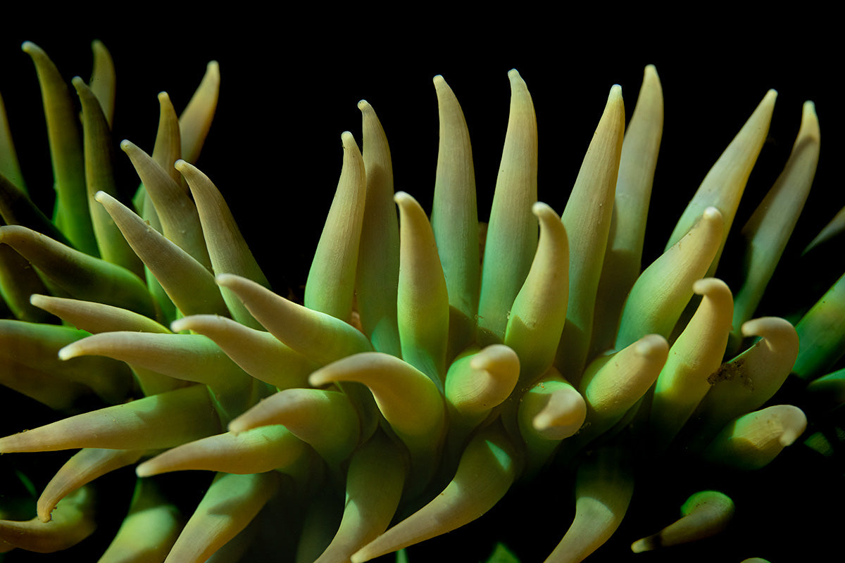 Anemone Darkness
