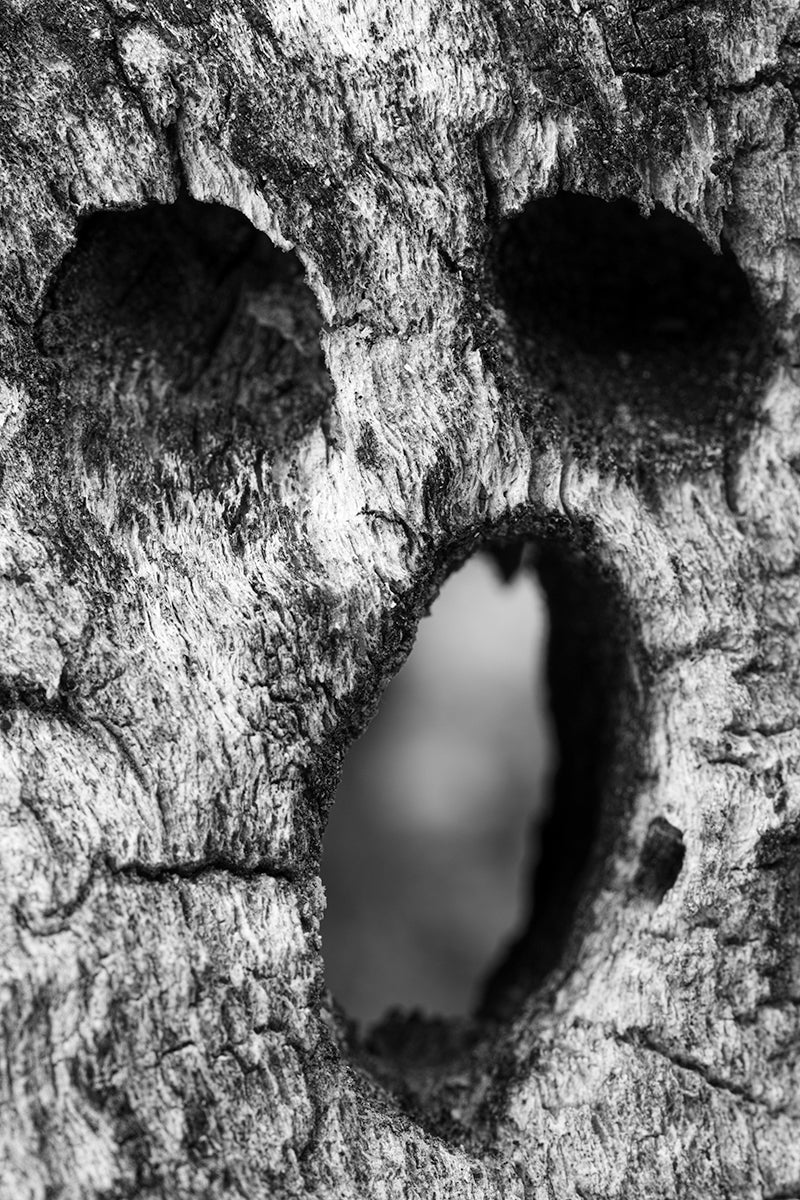 Cholla Scream