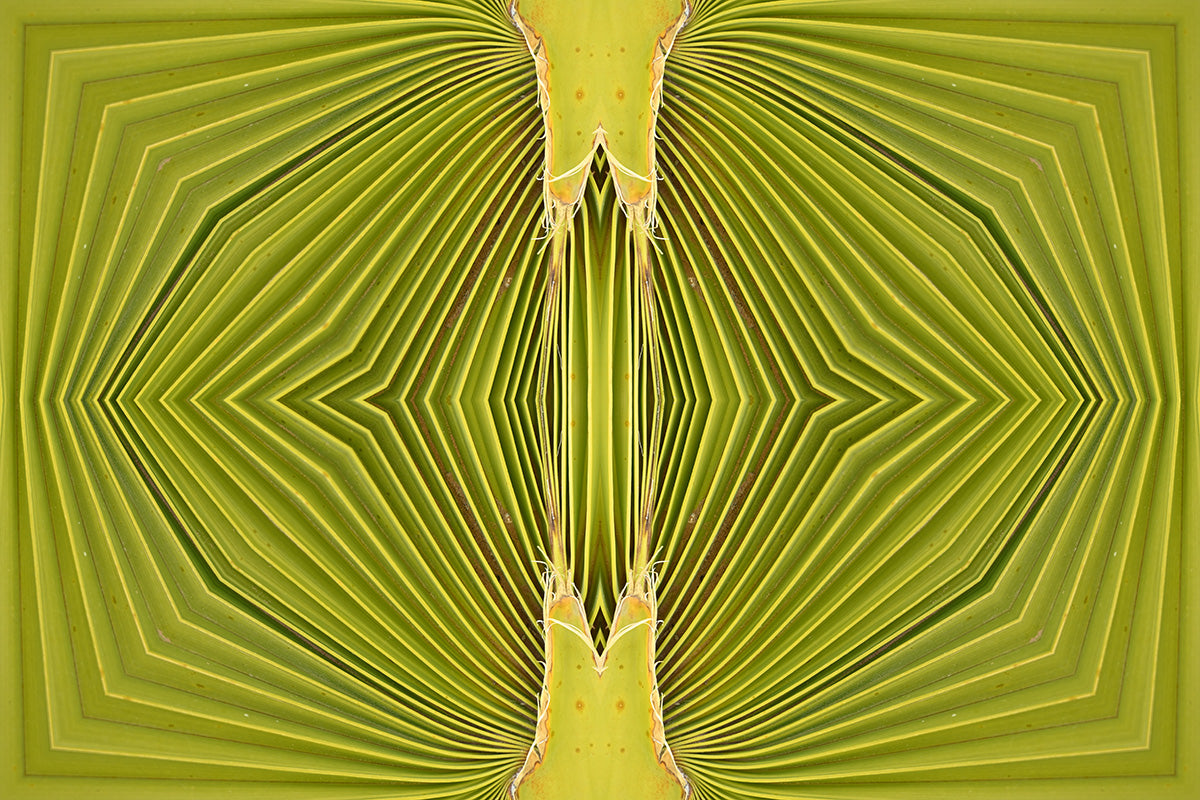Double Palm Vision