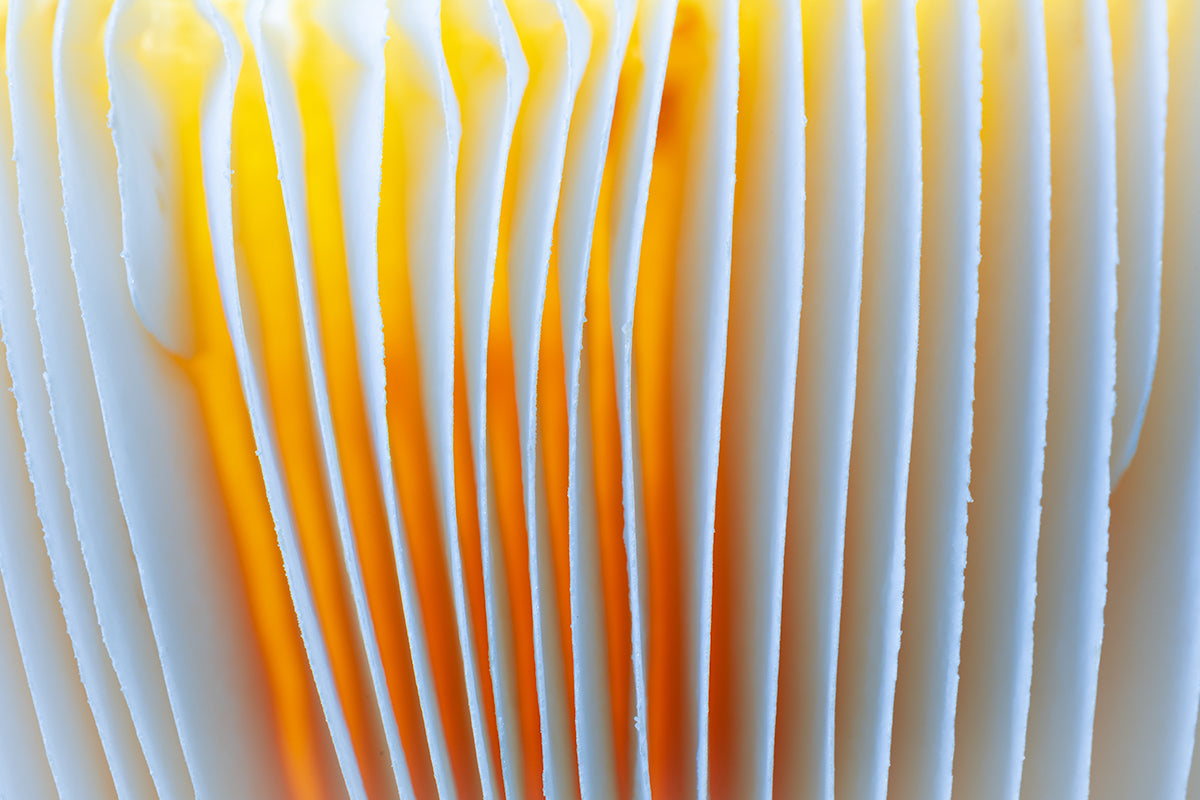 Fungal Glow