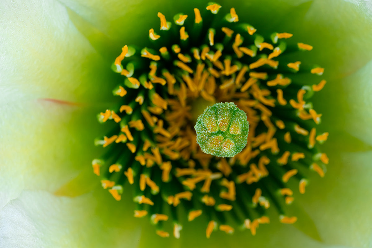 Green and Gold