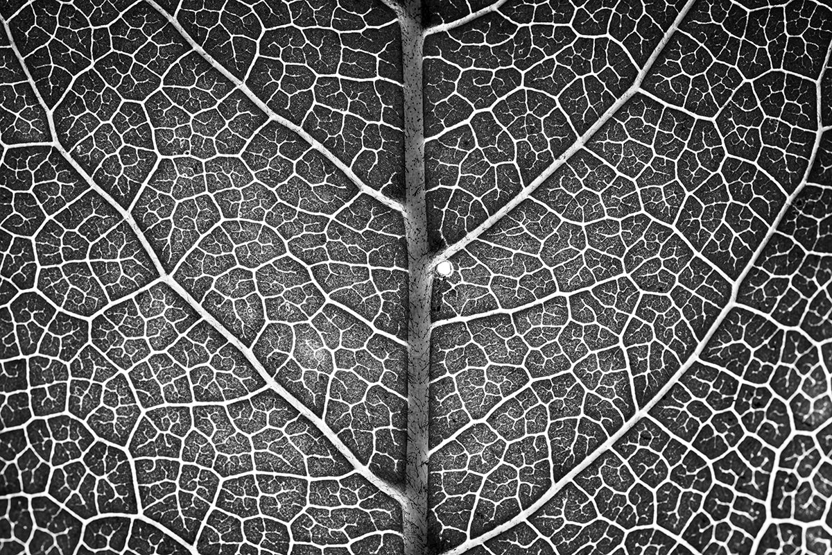 Trees Within Trees