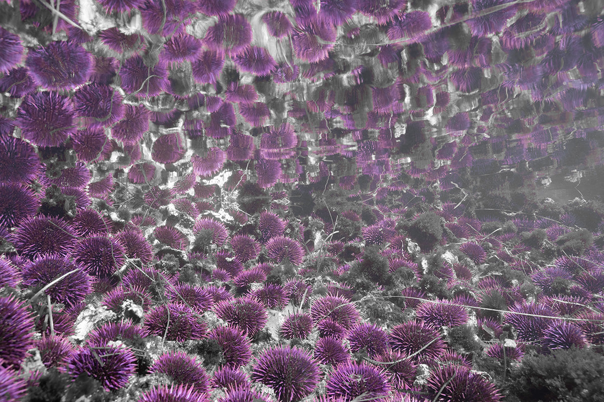Urchin Reflections