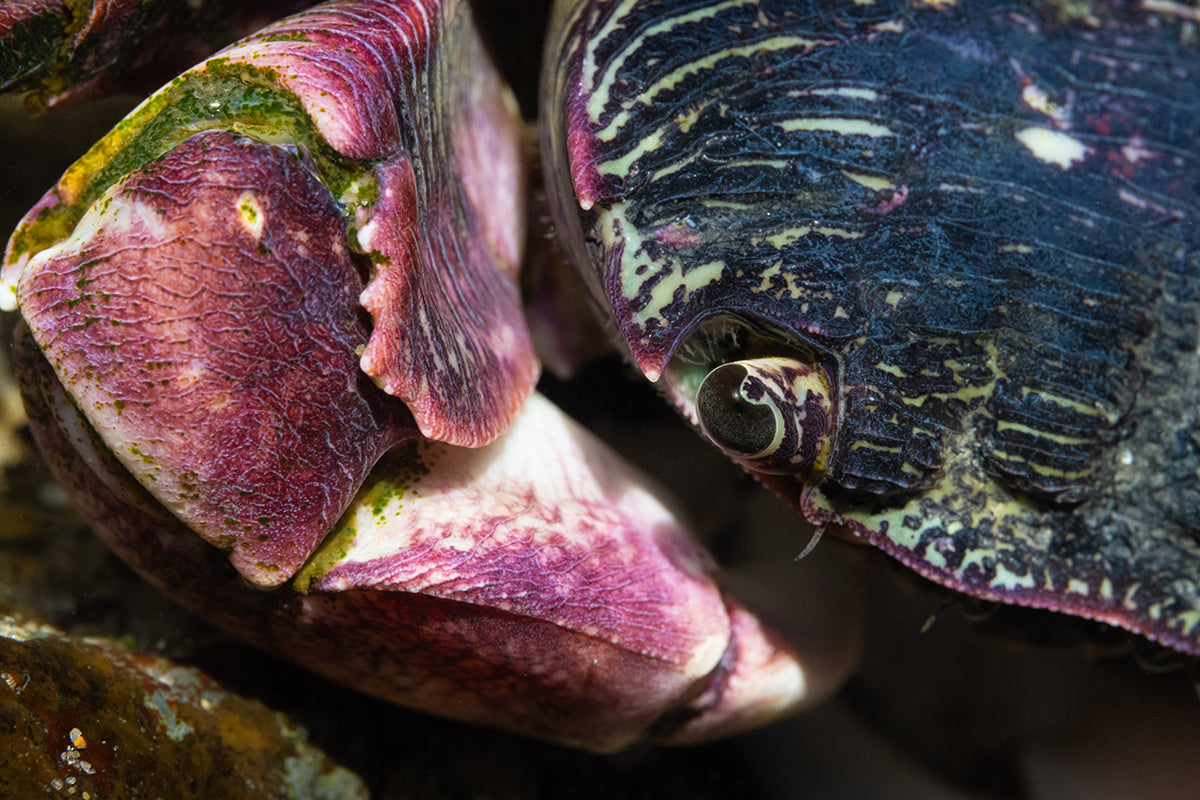 Close Encounters of The Crab Kind