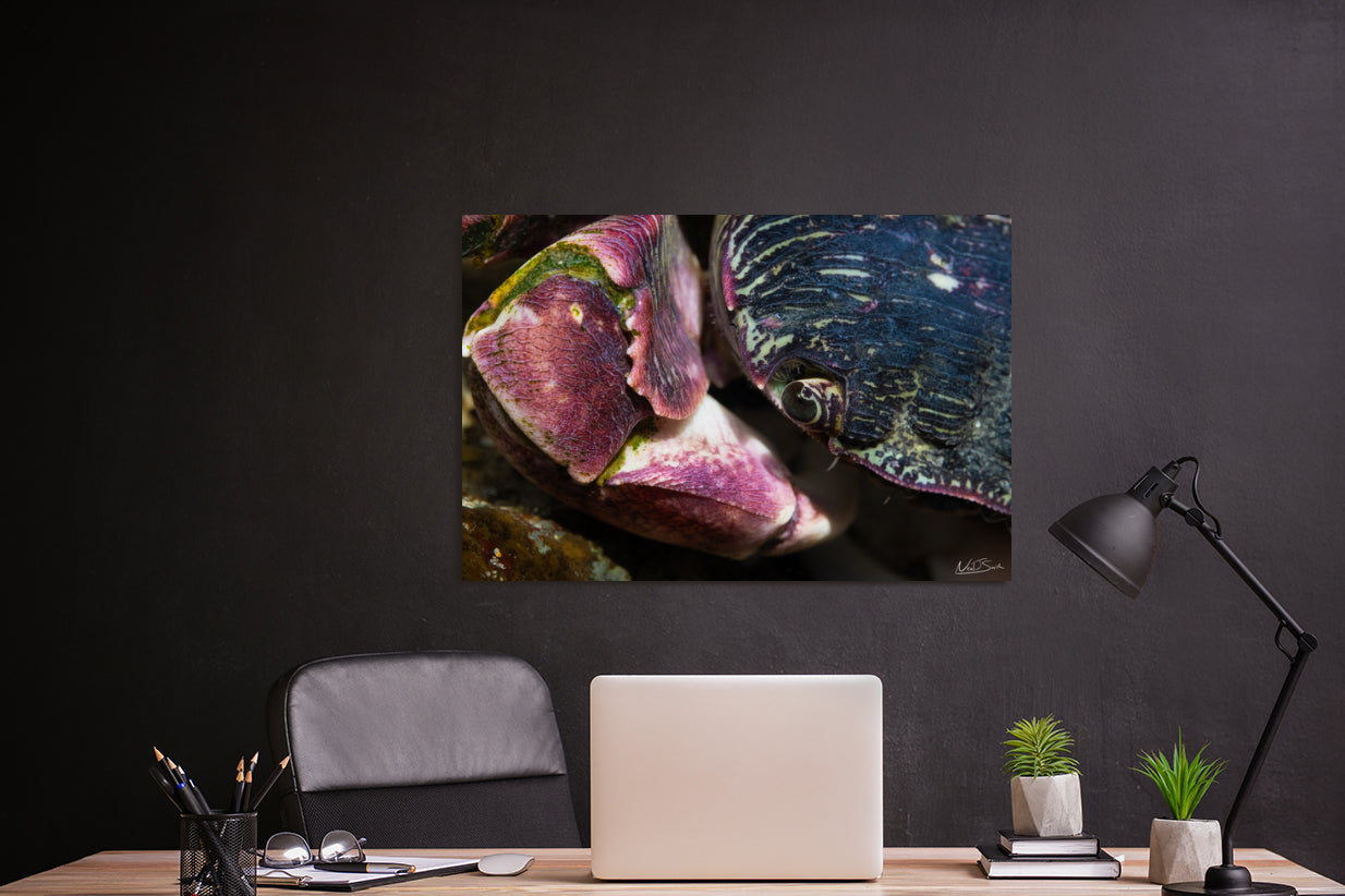 Close Encounters of The Crab Kind