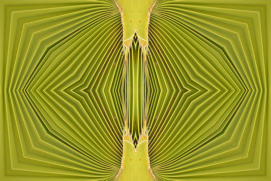 Double Palm Vision